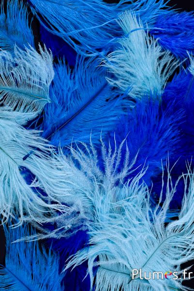 Autruche Bellies - 5-10 cm - mixte bleu